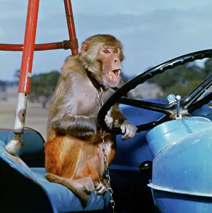 Steering Wheel Prints: Johnny Rhesus Driving Tractor