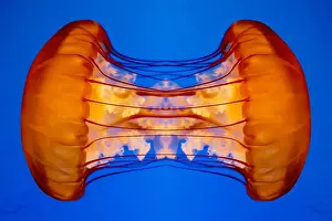Matt Anderson Photography Prints: Joined Jellyfish Mirror