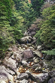 Images Dated 9th April 2014: Jomon Sugi Trail, Yakushima, Japan