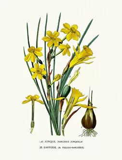 Images Dated 26th July 2016: Jonquil (Narcissus) and daffodil