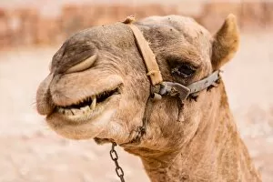 Images Dated 23rd October 2016: Jordanian Bedouin Camels