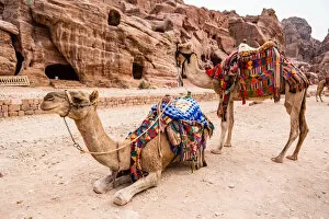 Images Dated 23rd October 2016: Jordanian Bedouin Camels