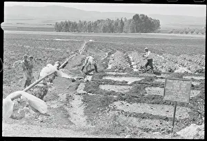 Jordanian Farmers Toiling in Field