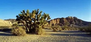 Joshua Tree