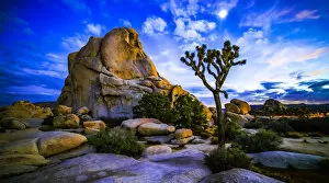 Images Dated 19th October 2015: Joshua Tree