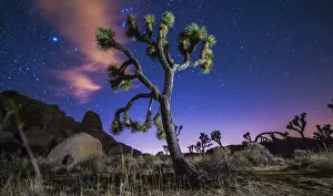 Images Dated 20th December 2014: Joshua Tree