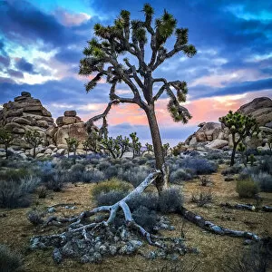 Images Dated 18th February 2016: Joshua Tree