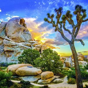 Images Dated 6th August 2015: Joshua Tree