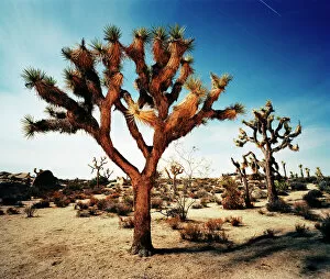 Mystery Collection: Joshua Tree in desert