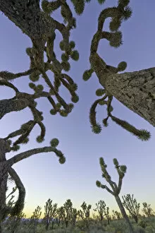 Joshua tree forest, Nevada