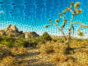 Images Dated 9th June 2018: Joshua Tree Mosaic