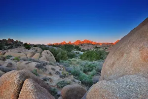 Images Dated 22nd March 2009: Joshua Tree National Park