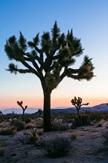 Wilderness Collection: Joshua trees at sunrise, California, USA