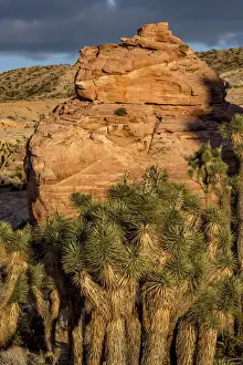 Joshua trees (Yucca brevifolia) and sandstone formation at Gold Butte National Monument, Nevada, USA