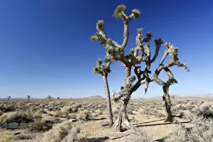 Images Dated 17th September 2012: Joshua trees, Yucca palms -Yucca brevifolia-, Californian desert, California, USA