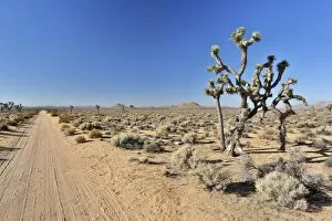 Images Dated 17th September 2012: Joshua trees, Yucca palms -Yucca brevifolia-, Californian desert, California, USA