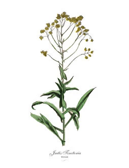 Images Dated 18th February 2019: Jsatis tinctoria, Woad Plants, Victorian Botanical Illustration