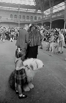 Huty24422 Prints: Judgement At Crufts