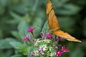 Images Dated 8th April 2012: Julia Butterfly -Dyras iulia-, Monteverde, Puntarenas Province, Costa Rica, Central America