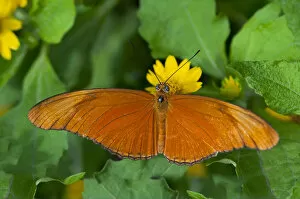 Images Dated 18th November 2011: Julia Butterfly, Julia heliconian -Dryas iulia-, Phuket, Thailand, Southeast Asia, Asia