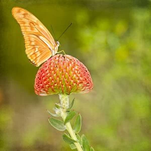 Images Dated 1st April 2012: Julia Longwing butterfly