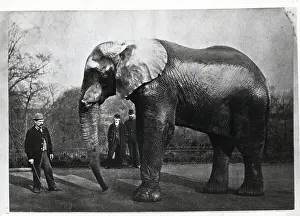 Confined Prints: Jumbo the Elephant
