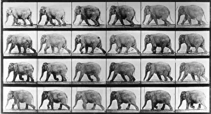 Sequences Collection: Jumbo Jogger