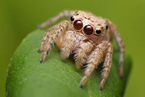 Images Dated 12th July 2012: Jumping spider