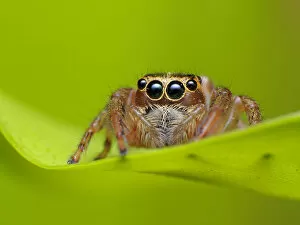 Images Dated 12th July 2012: Jumping spider