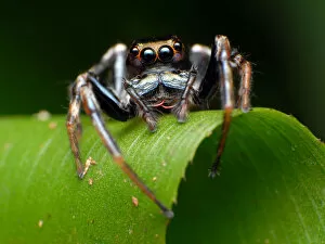 Images Dated 18th June 2011: Jumping spider