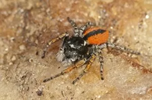 Images Dated 30th May 2012: Jumping Spider -Philaeus chrysops-, male, Lake Kerkini region, Greece, Europe