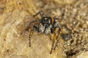Images Dated 30th May 2012: Jumping Spider -Philaeus chrysops-, male, Lake Kerkini region, Greece, Europe