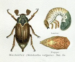 Insect Lithograph Prints: June Beetle or Maybug with larva illustration