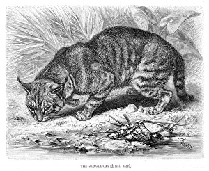 Jungle Gallery: Jungle cat engraving 1894