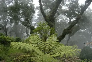 Balinese Culture Prints: Jungle, cloud forest, fog, big ferns and ancient moss-covered trees moss in the forest