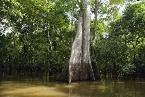 Images Dated 5th August 2013: Jungle giant in the flooded forests of Varzea, Mamiraua Sustainable Development Reserve