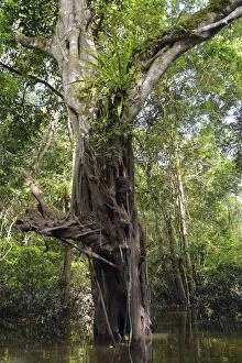 Jungle giant in the Varzea forests, Mamiraua-Nationalpark, Manaus, Amazonas State, Brazil