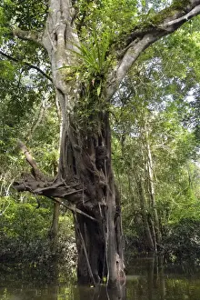 Brasil Prints: Jungle giant in the Varzea forests, Mamiraua-Nationalpark, Manaus, Amazonas State, Brazil