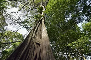 Jungle giant in the Varzea forests, Mamiraua Sustainable Development Reserve, near Manaus, Amazonas State, Brazil