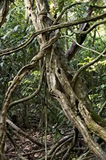Intertwined Collection: Jungle, Khao Yai Nationalpark, Prachinburi, Nakhon Ratchasima, Thailand