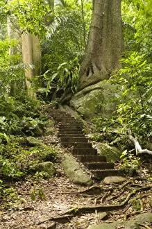Images Dated 5th July 2009: Jungle path with steps, Tioman island, Malaysia, Southeast Asia
