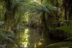 Images Dated 9th January 2013: Jungle with Silver Ferns -Cyathea dealbata-, Raglan, Waikato Region, New Zealand