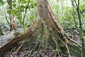 Jungle Gallery: Jungle, tree trunk, buttress roots with climber, bei Tham Nam Thalu, Khao Sok Nationalpark