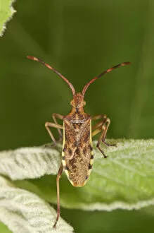 Juniper Shield Bug -Gonocerus juniperi-, Baden-Wuerttemberg, Germany
