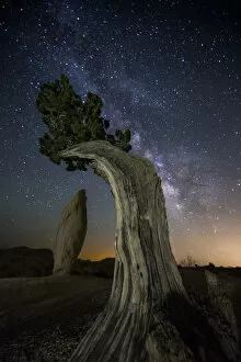 Images Dated 18th May 2013: Juniper tree under milky way