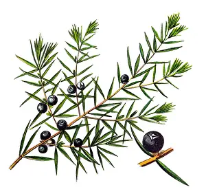 Juniperus communis, the common juniper