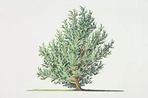 Trees Gallery: Juniperus communis, Common Juniper tree