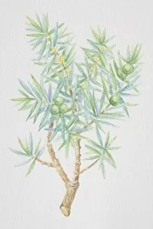 Berry Gallery: Juniperus, juniper, needle-like sprig