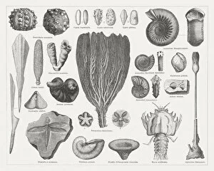 Jurassic fossils, wood engravings, published in 1876