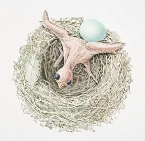 Young Bird Prints: Just-hatched cuckoo chick pushing dunnocks egg out of nest, view from above